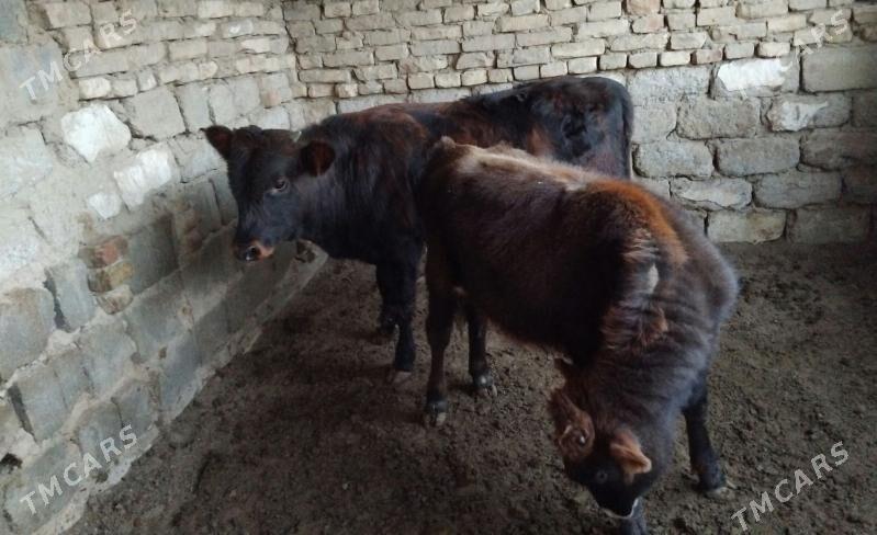 OKÜZ ŞWES TOHIM MAL - Ашхабад - img 2