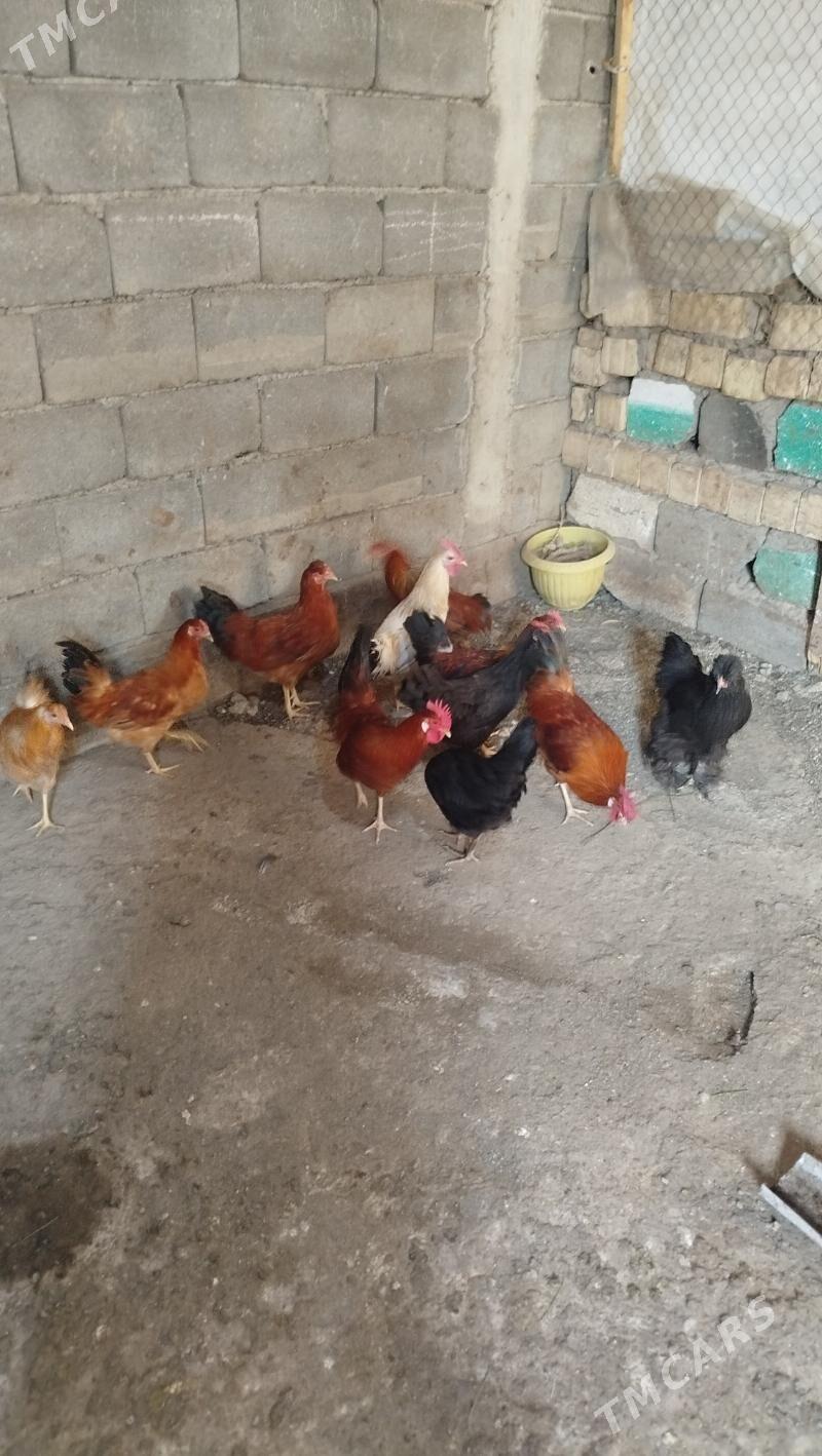 horaz towuk - Гёкдже - img 2