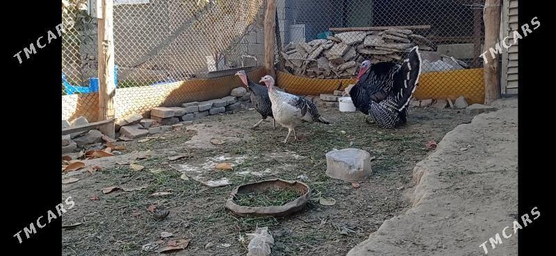 Induk ýumurtga - Ашхабад - img 2