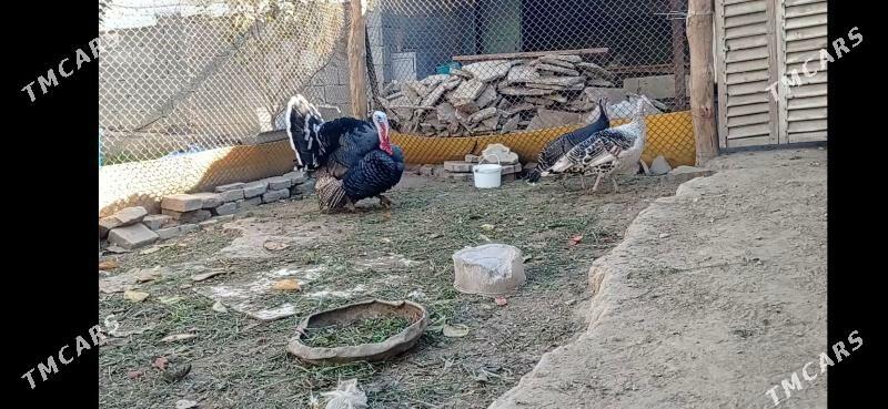 Induk ýumurtga - Ашхабад - img 3