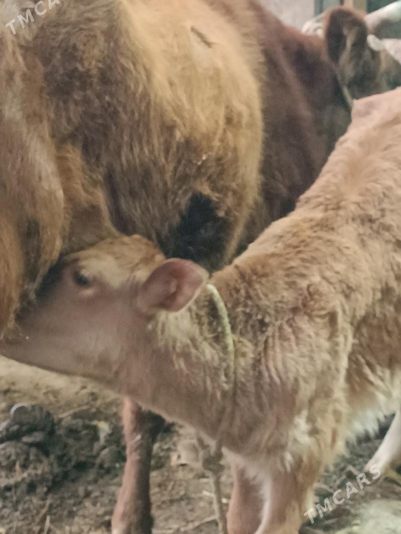 Goleli sygyr - Гёкдепе - img 1