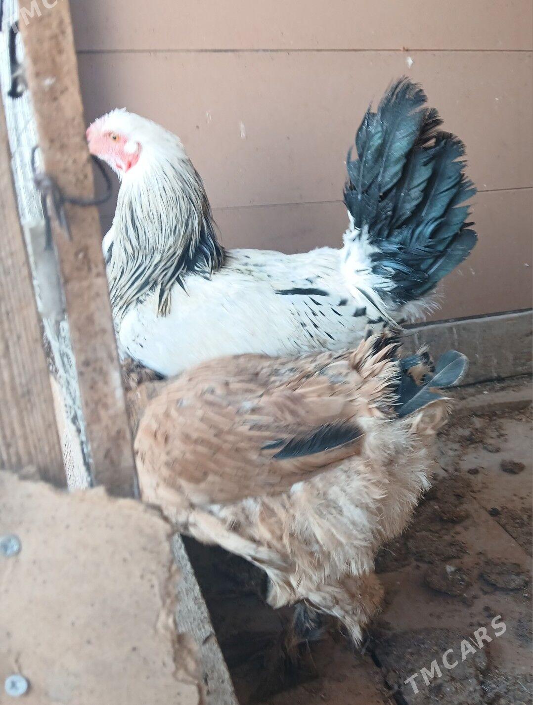 towuk horaz - Бузмеин - img 1