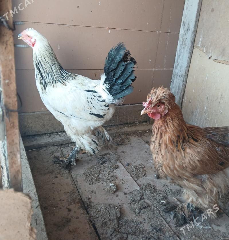 towuk horaz - Бузмеин - img 3