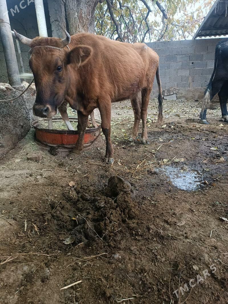 Goleli sygyr - Гёкдепе - img 5