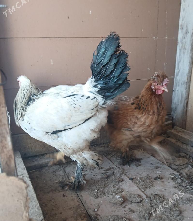 towuk horaz - Бузмеин - img 2