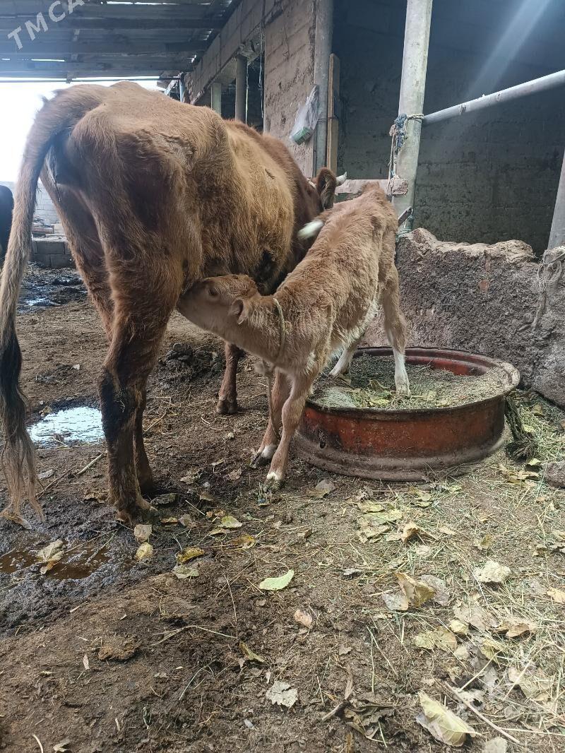 Goleli sygyr - Гёкдепе - img 4