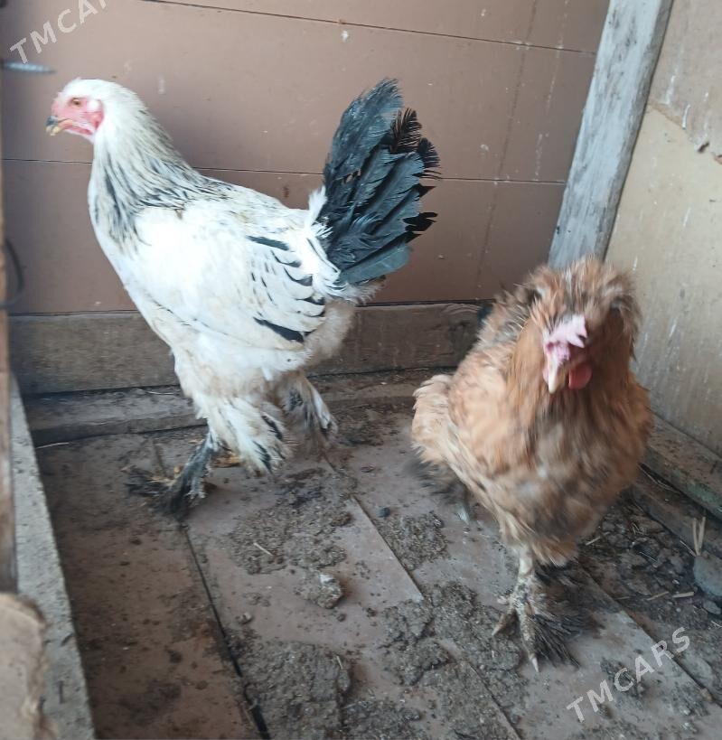 towuk horaz - Бузмеин - img 4