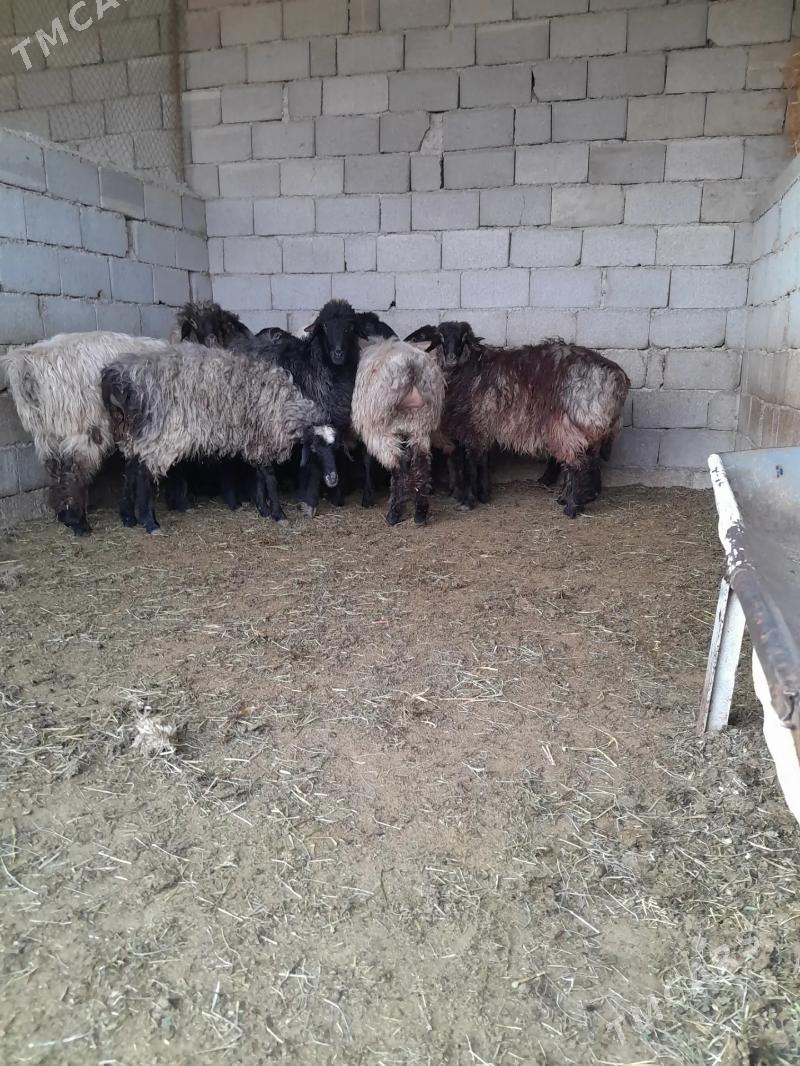 tokly - Херрикгала - img 3