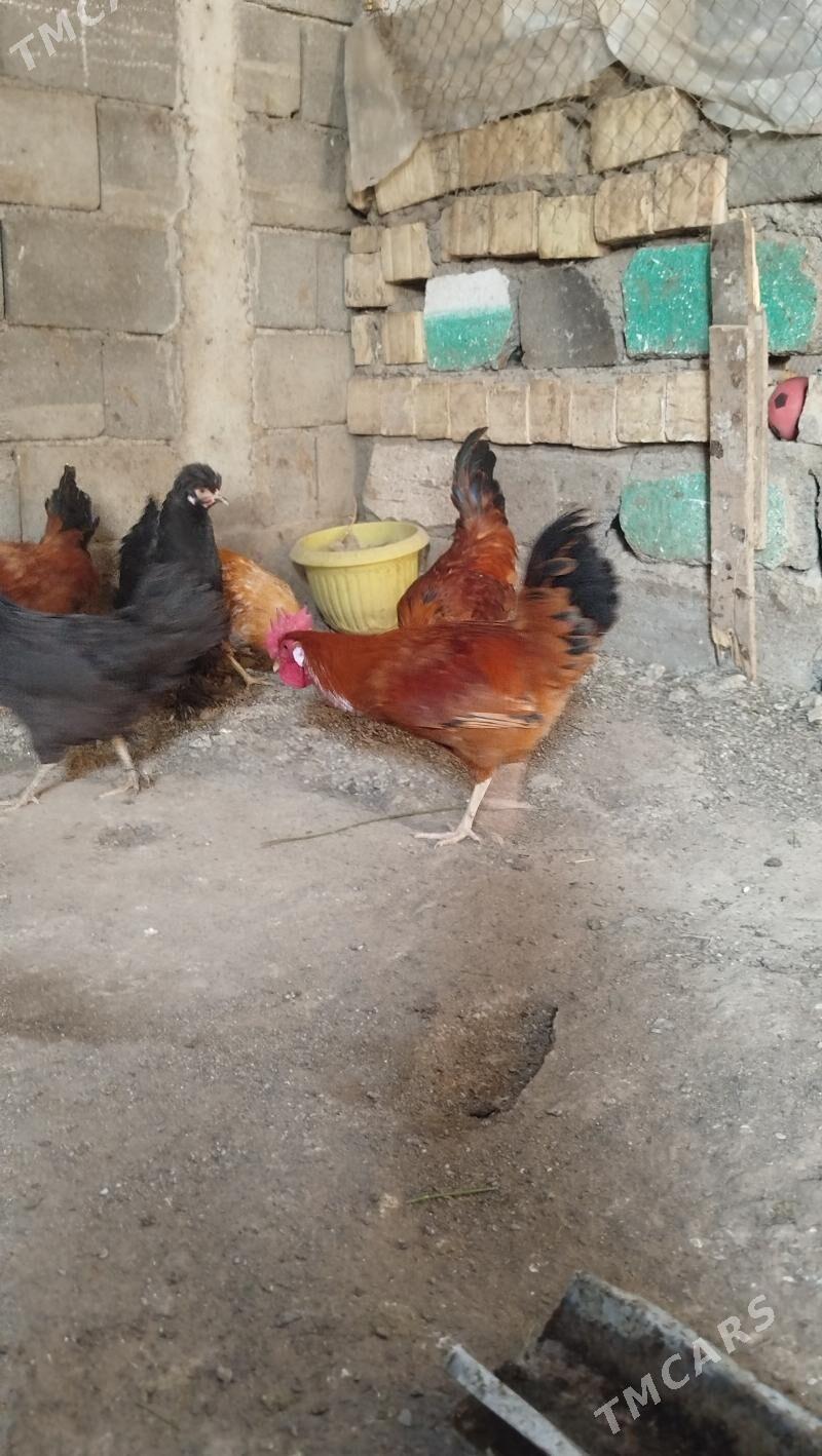 horaz towuk - Гёкдже - img 3