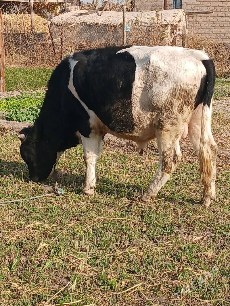 Okiz - Чарджоу - img 2