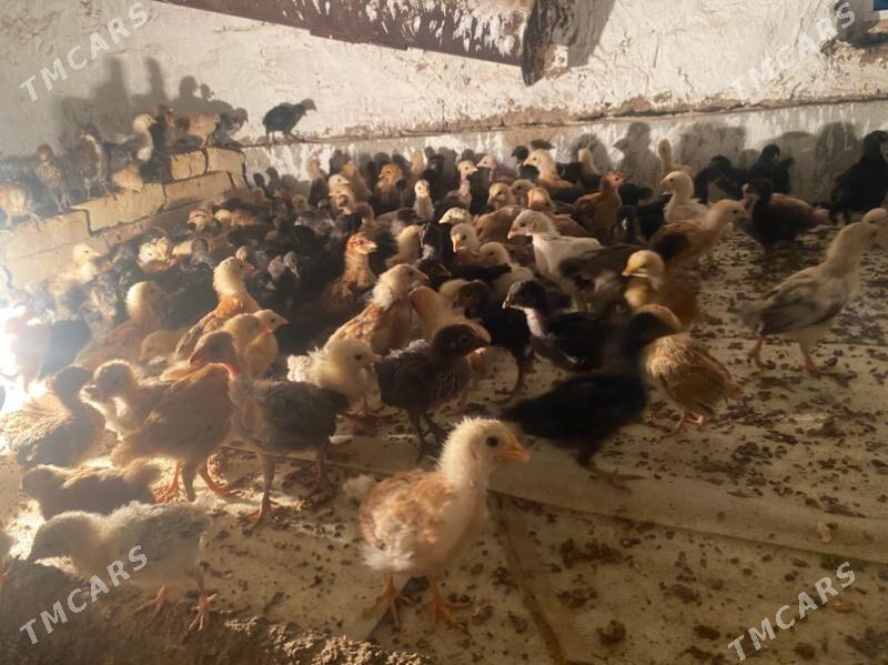 mesnı juje - Туркменабат - img 2