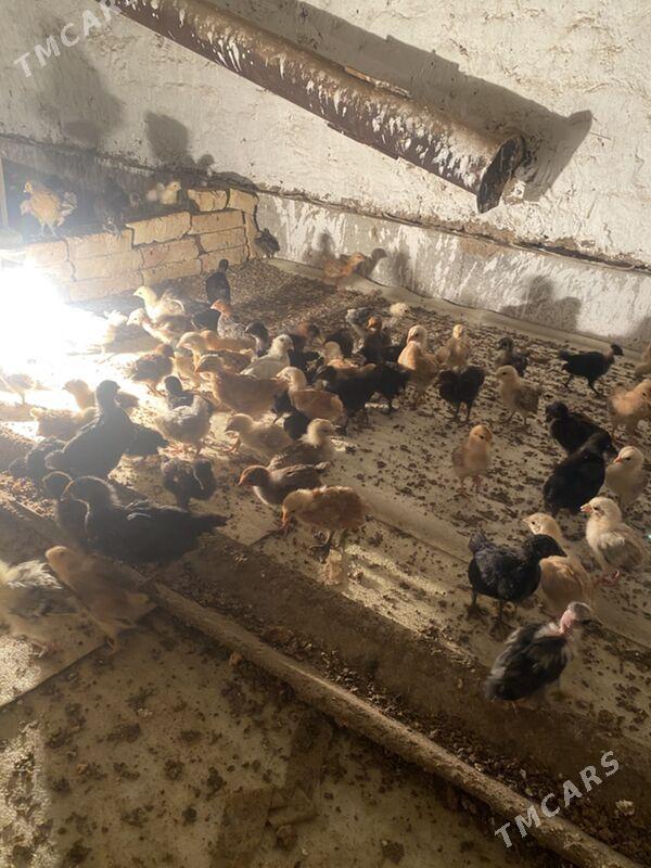 mesnı juje - Туркменабат - img 1