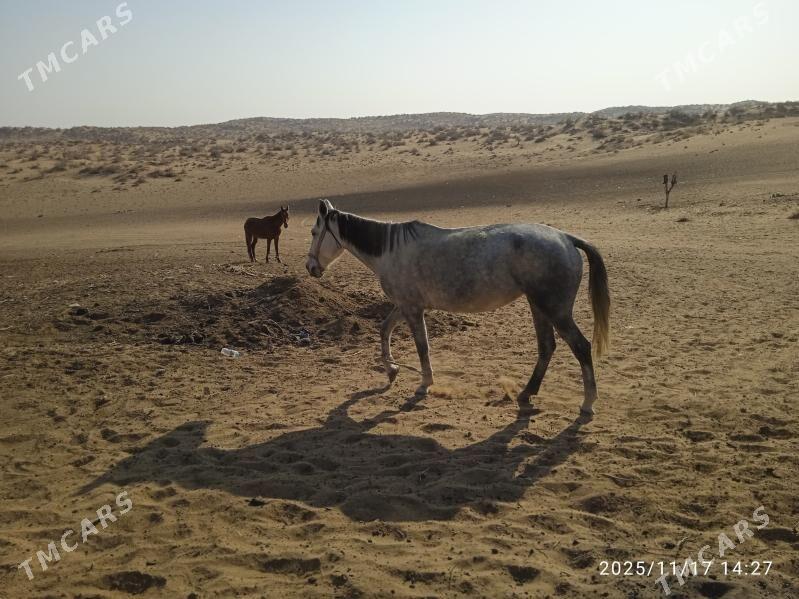 at satlyk - Ёлётен - img 3