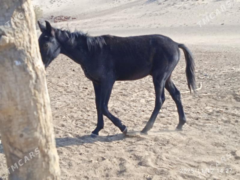 at satlyk - Ёлётен - img 2