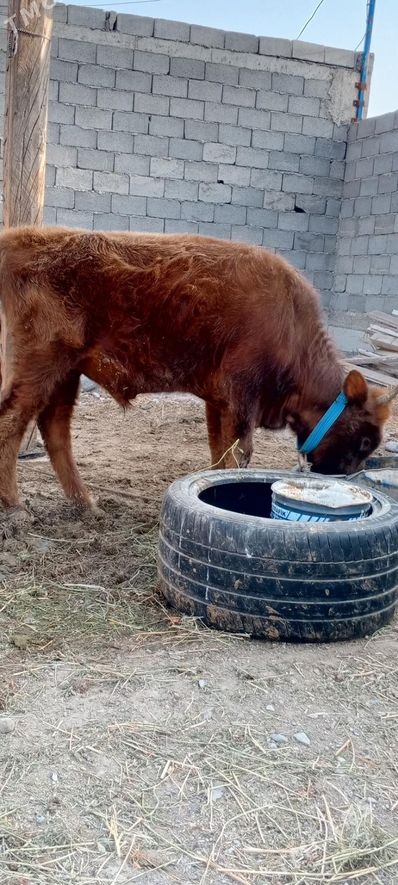 Gole - Кипджак - img 1