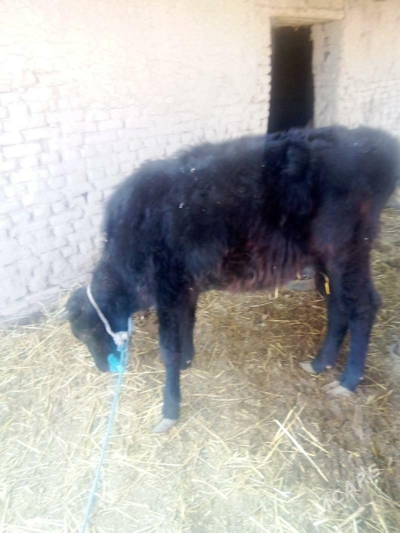 unajyn - Dänew - img 2