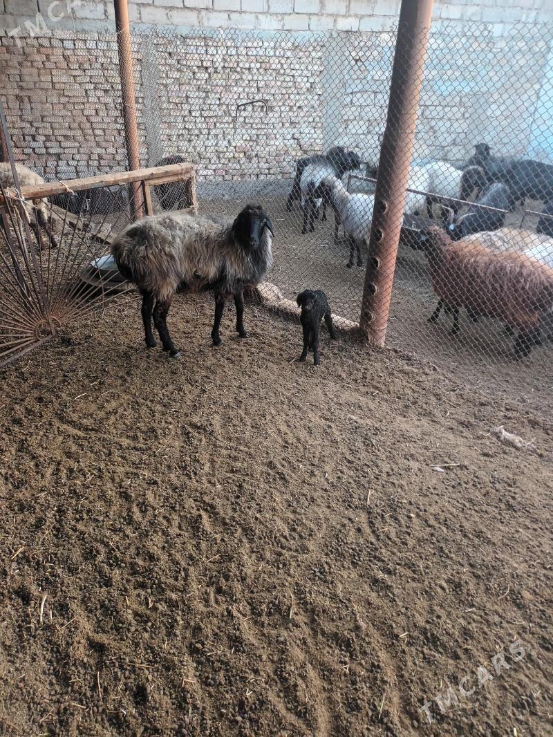 гузлы гоюн - Ашхабад - img 2