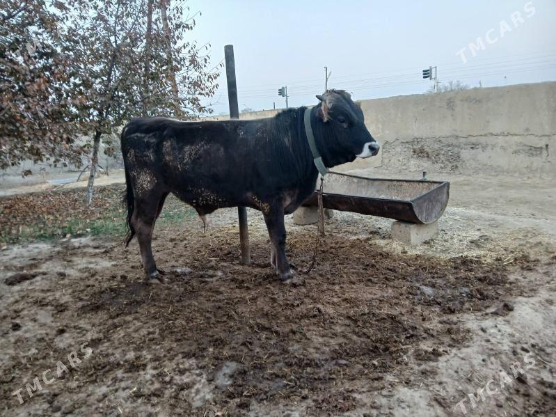 tohum öküz iki sany - Bäherden - img 4