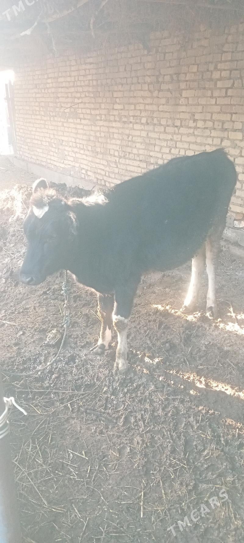 unajyn - Çärjew - img 3