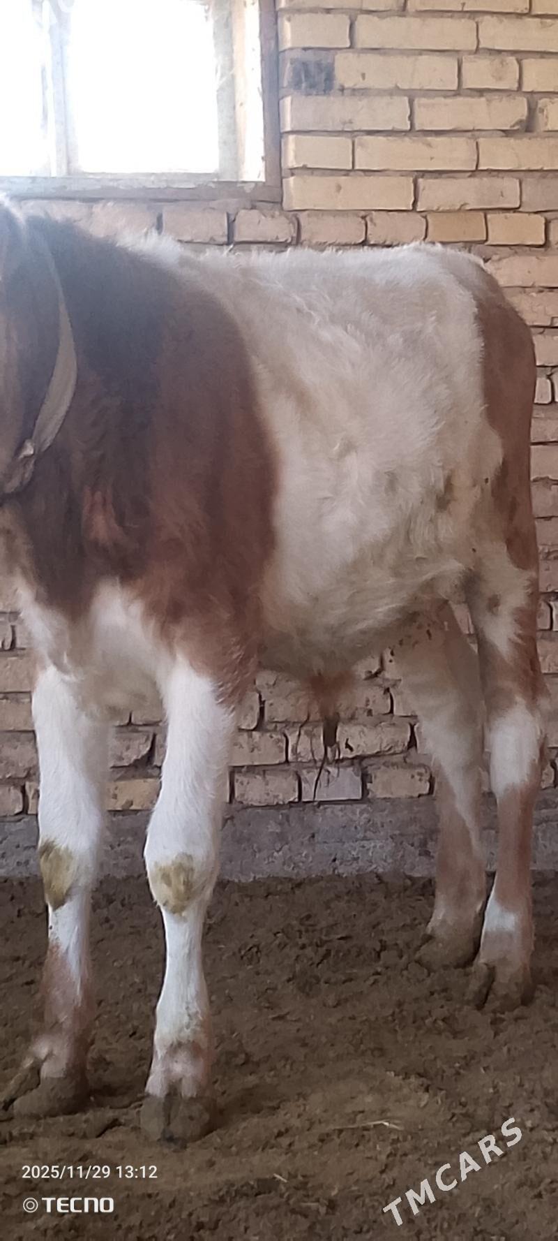 Smental öküz - Мары - img 2