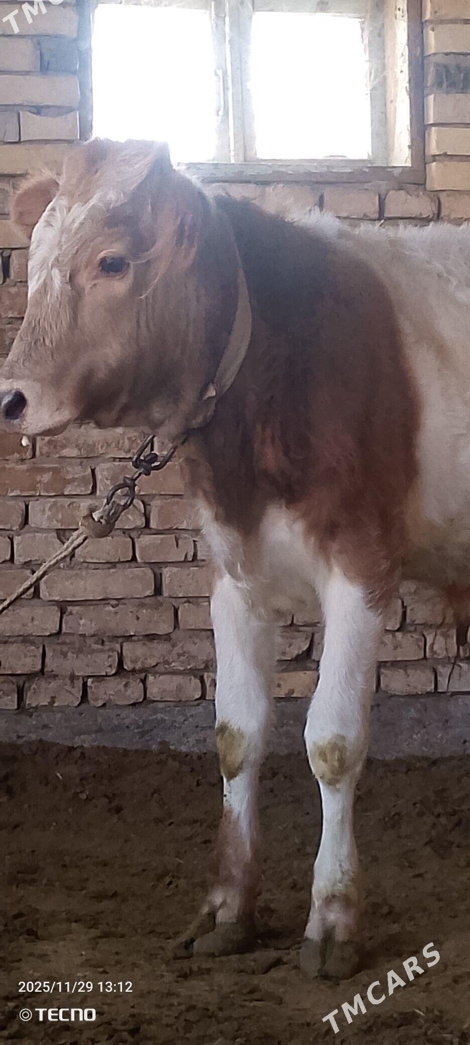 Smental öküz - Мары - img 4