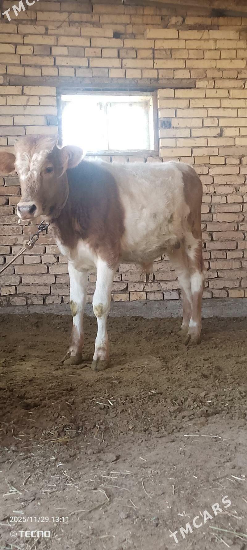 Smental öküz - Мары - img 5