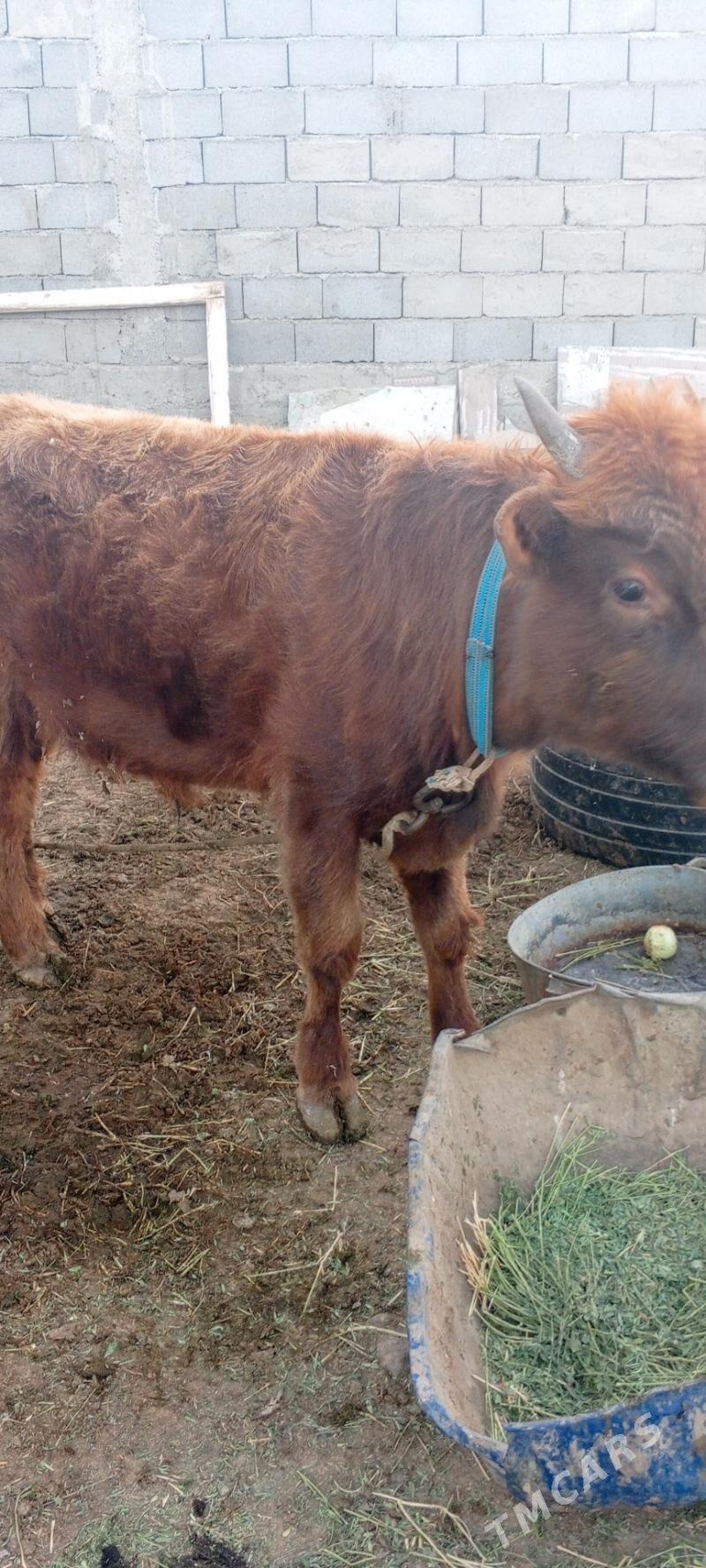 Oküz - Кипджак - img 2