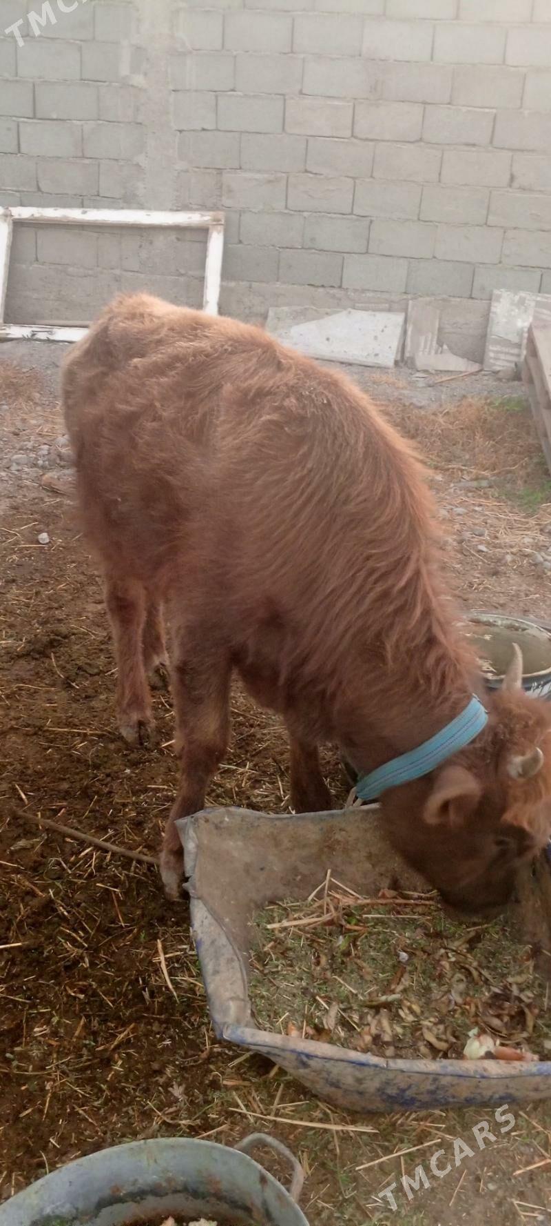 Oküz - Кипджак - img 3