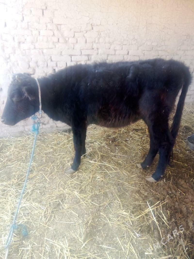 unajyn - Dänew - img 1