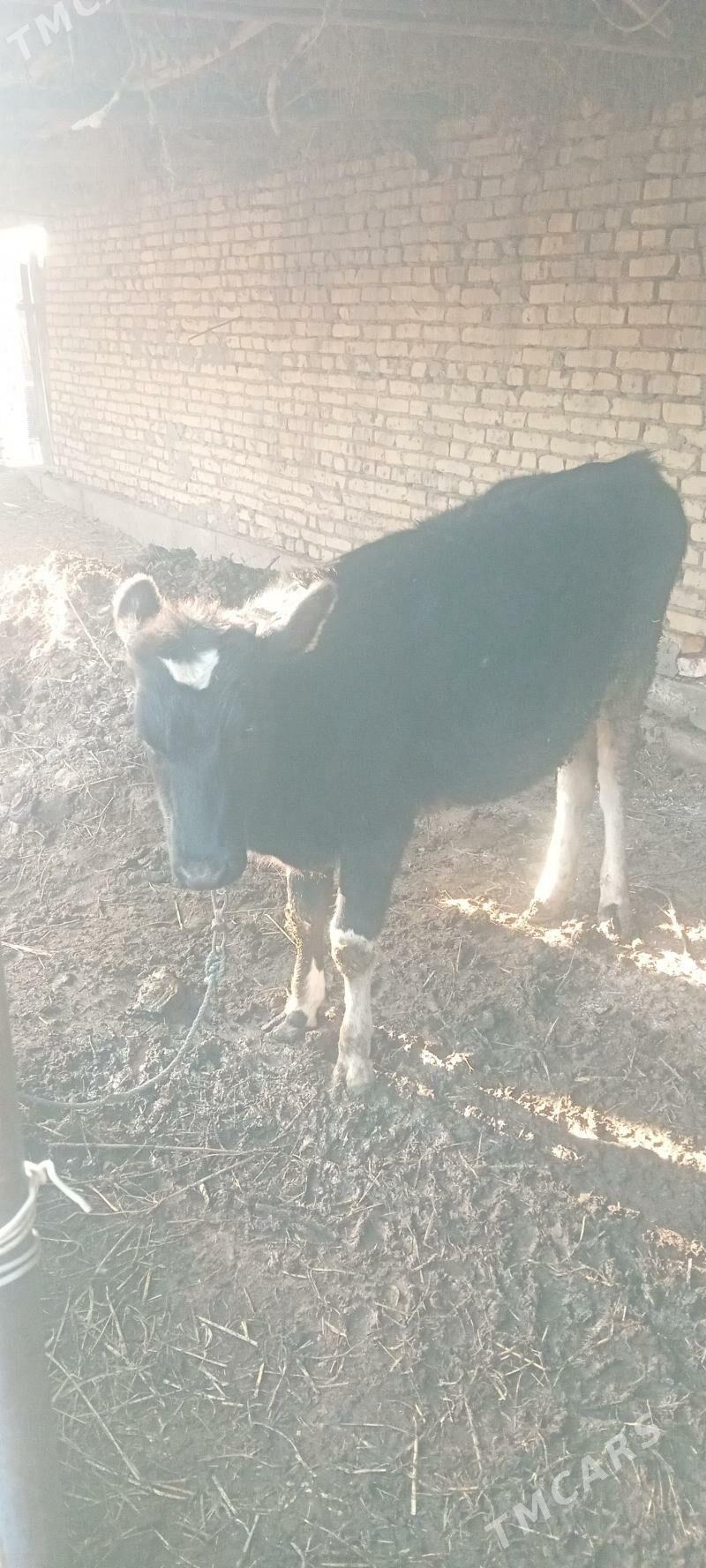 unajyn - Çärjew - img 2