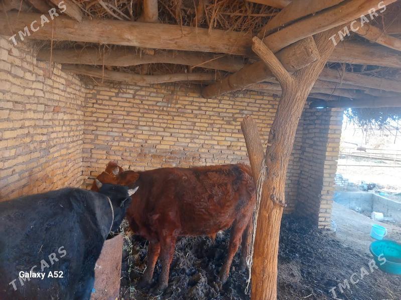 okuzler - Дянев - img 3