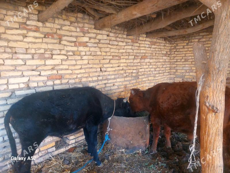 okuzler - Дянев - img 2