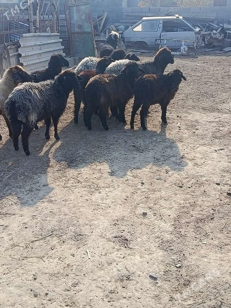 tokgullor - Бахарден - img 2