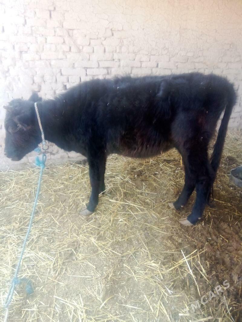 unajyn - Dänew - img 3