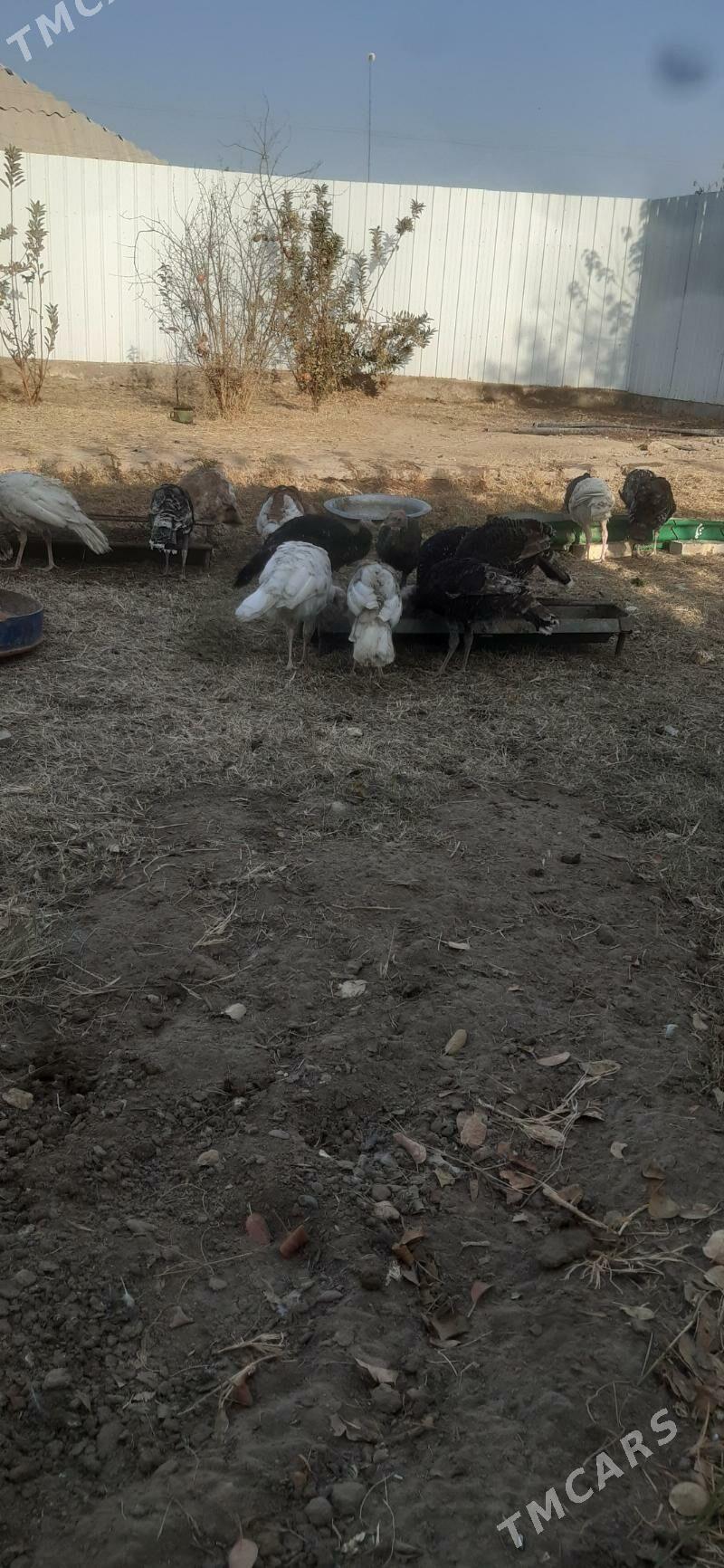 Induk - Мары - img 2