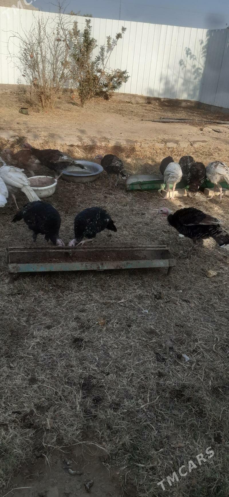 Induk - Мары - img 3