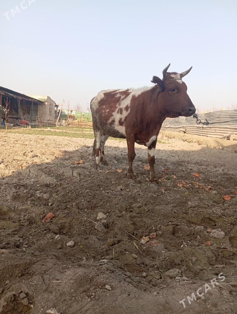 sygyr - Чарджоу - img 1