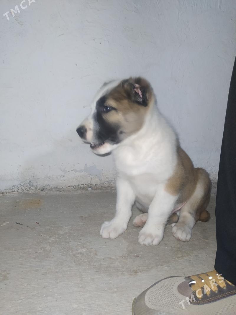 Alabay gujuk - Ашхабад - img 2