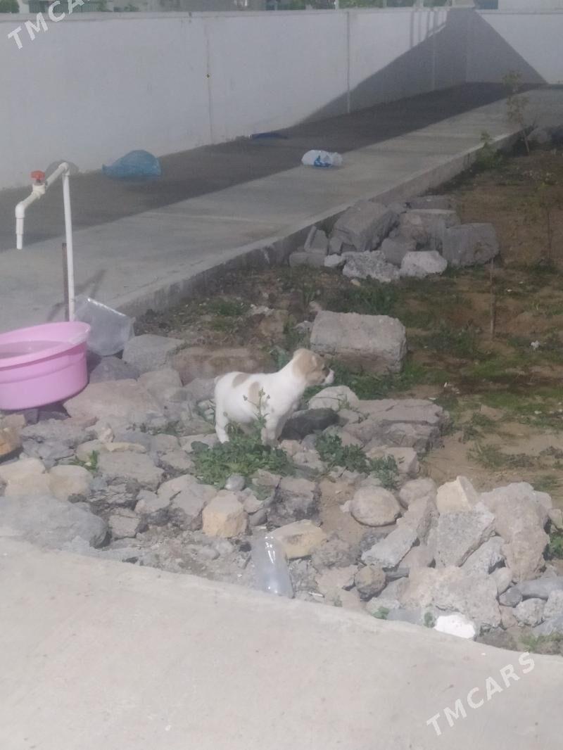 Alabay gujuk - Ашхабад - img 5