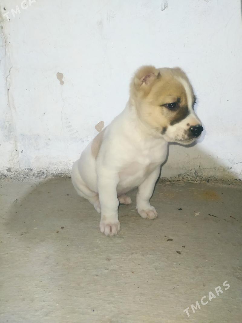 Alabay gujuk - Ашхабад - img 4