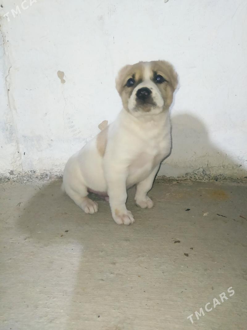 Alabay gujuk - Ашхабад - img 3