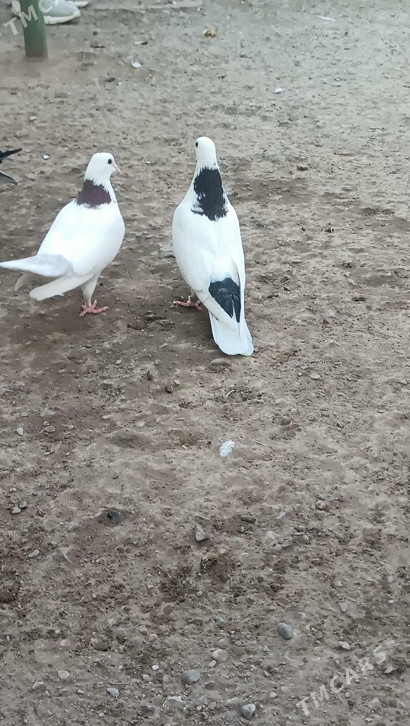 kepderi - Ашхабад - img 3