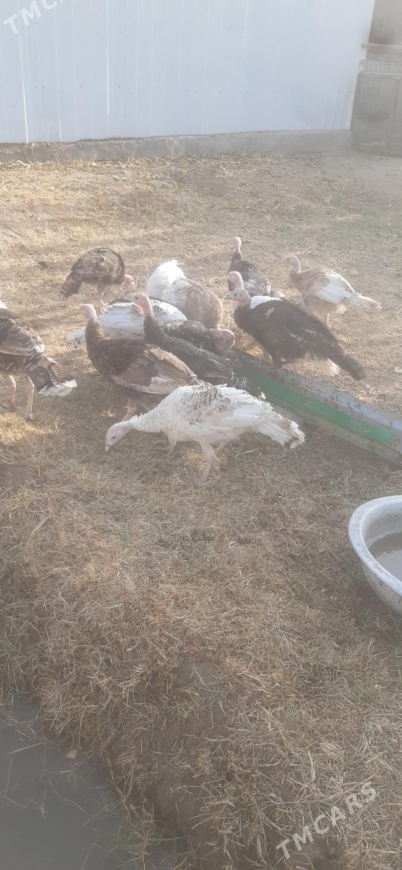 Induk - Мары - img 4