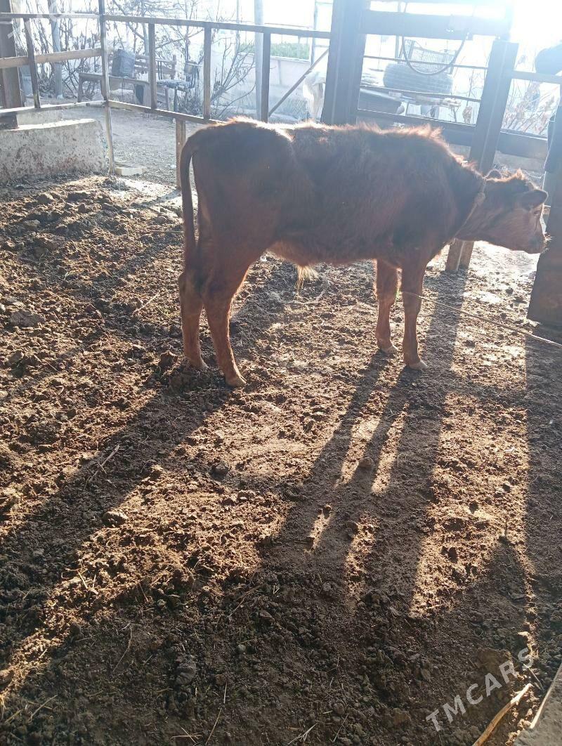 Saglyk sygyr - Чарджоу - img 4