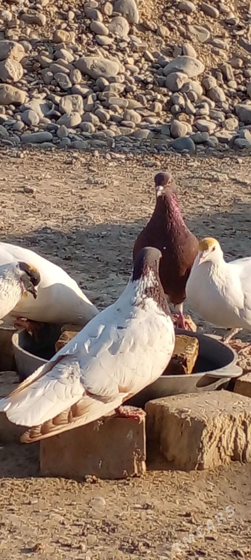 кепдери - Анев - img 2