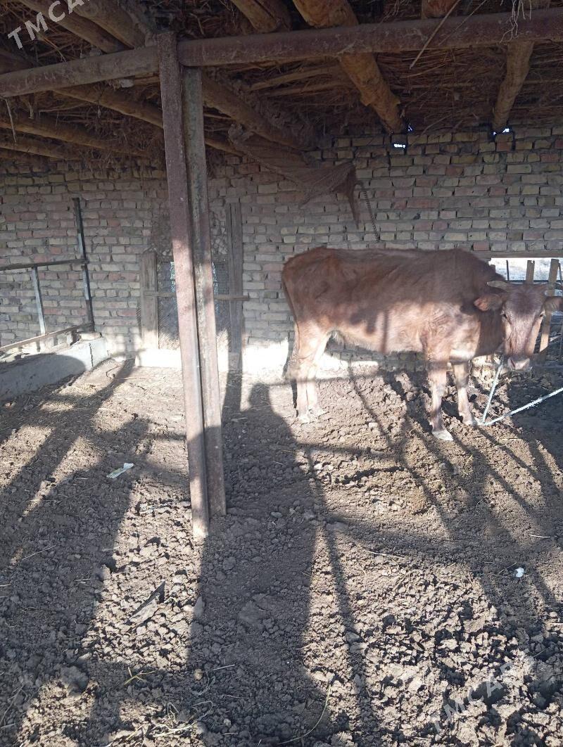 Saglyk sygyr - Чарджоу - img 2