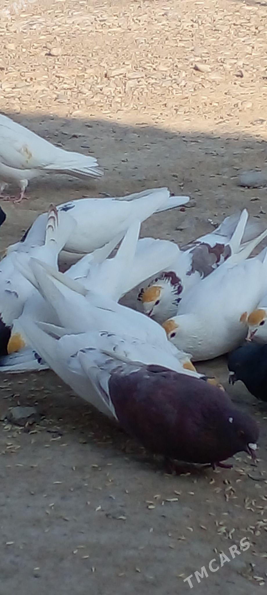 кепдери - Анев - img 7