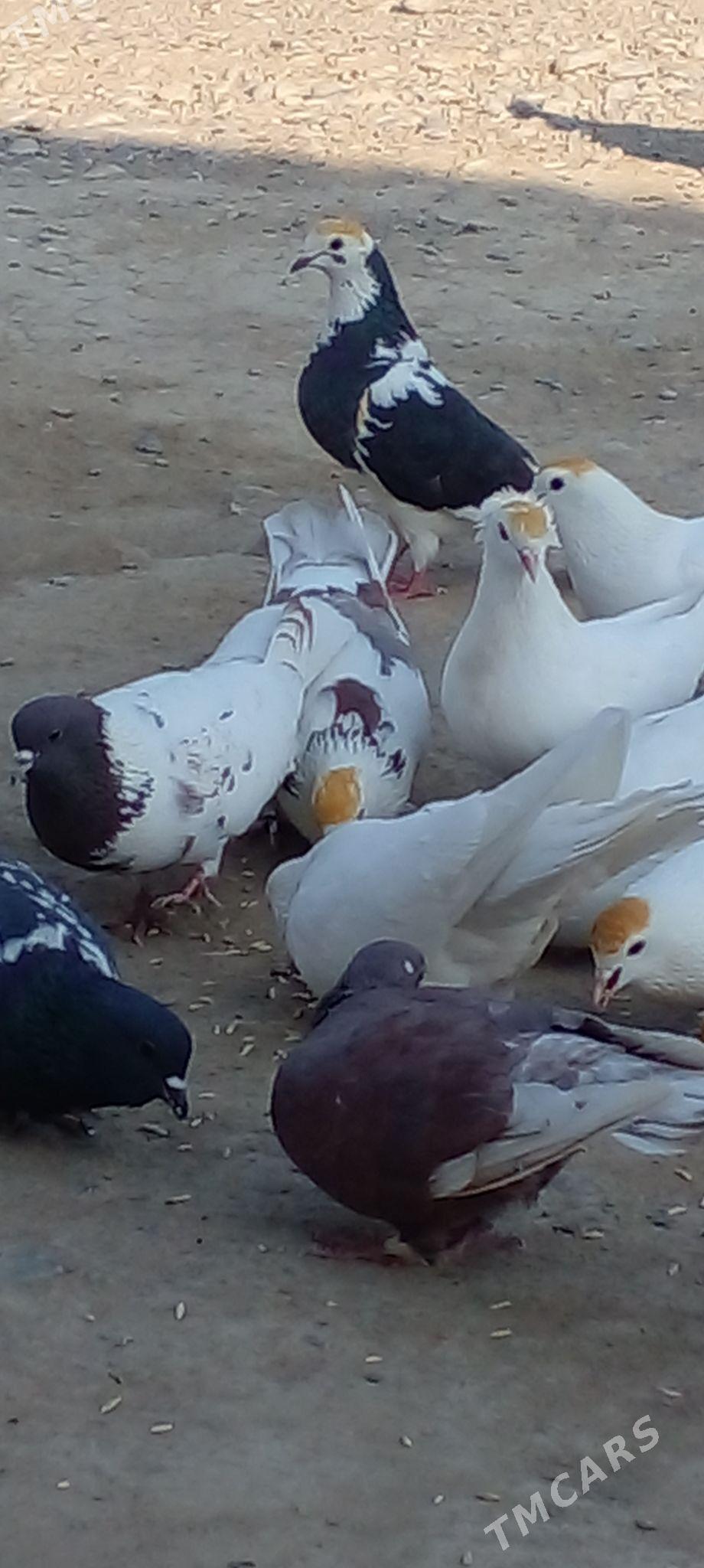 кепдери - Анев - img 3