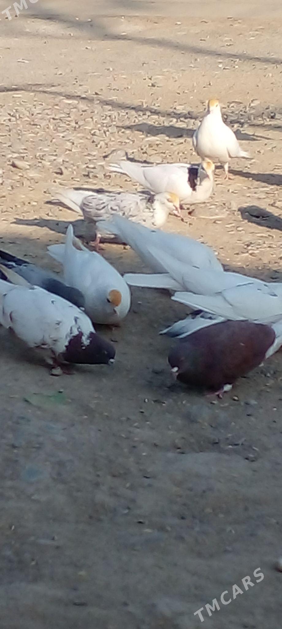 кепдери - Анев - img 10