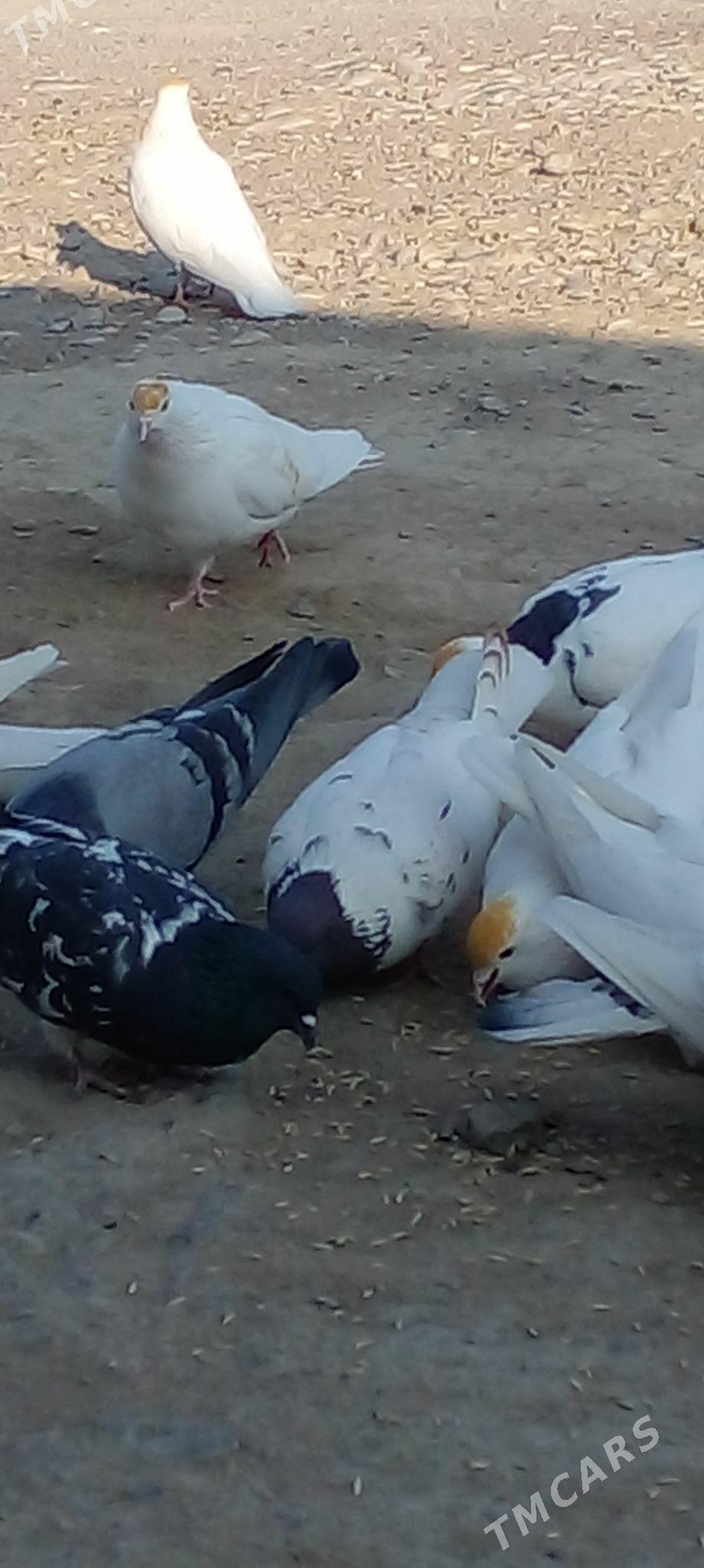 кепдери - Анев - img 6